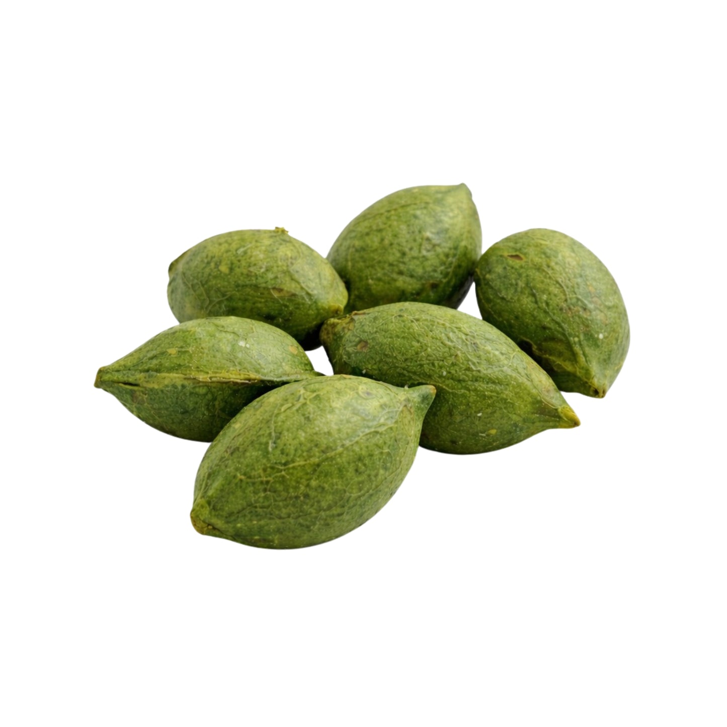 Lakpura® Terminalia Catappa (Kottamba) Ganze Samen