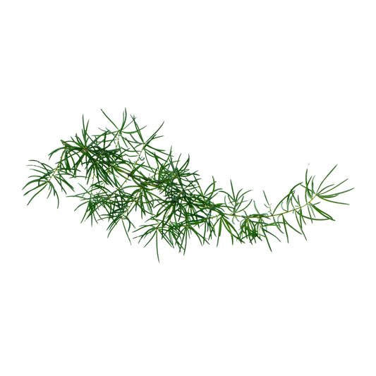 Lakpura dehydriertes Hathawariya (Shatavari) ganz (100 g)