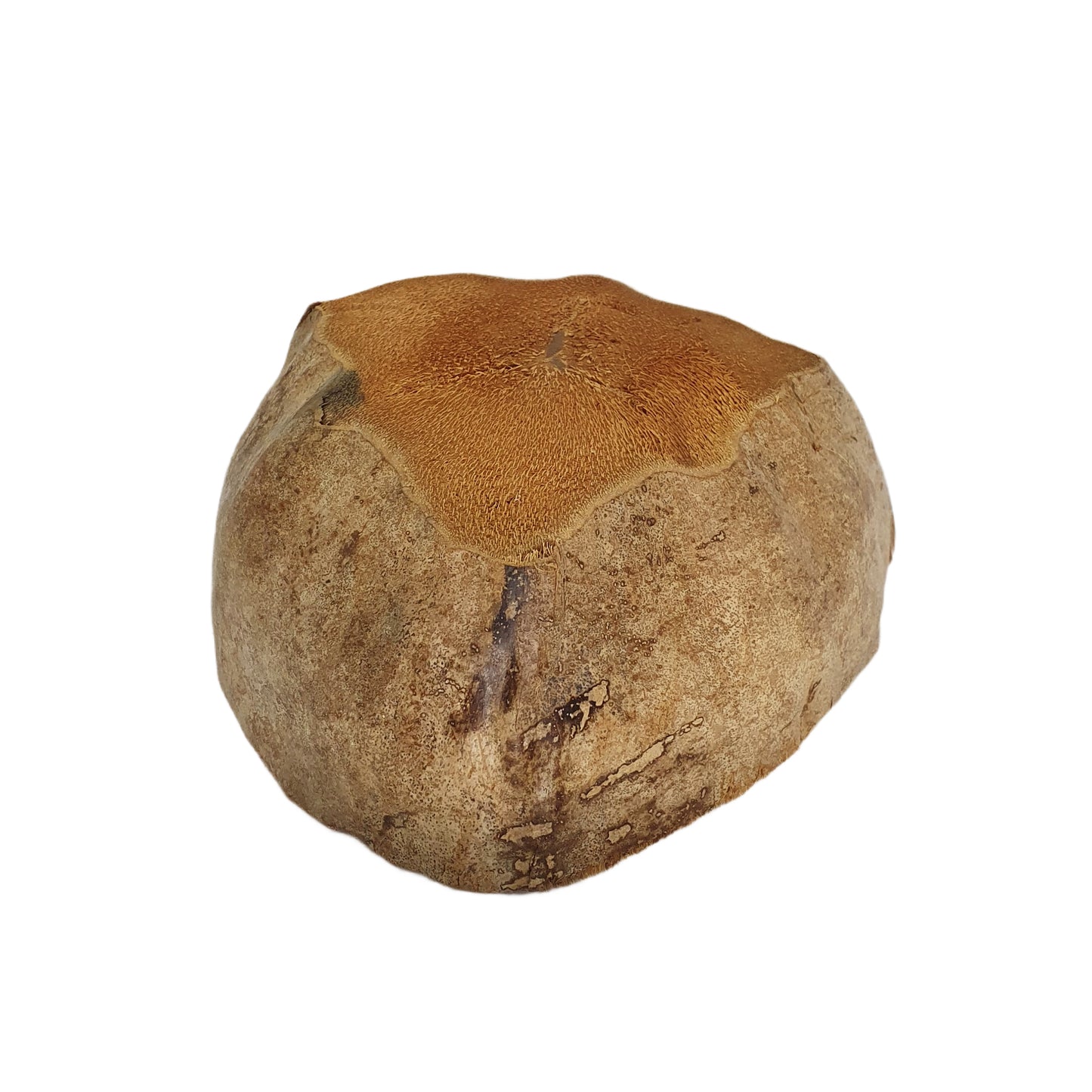 Bivenro Blumentopf, natürliches Kokosnuss-Design, freie Größe