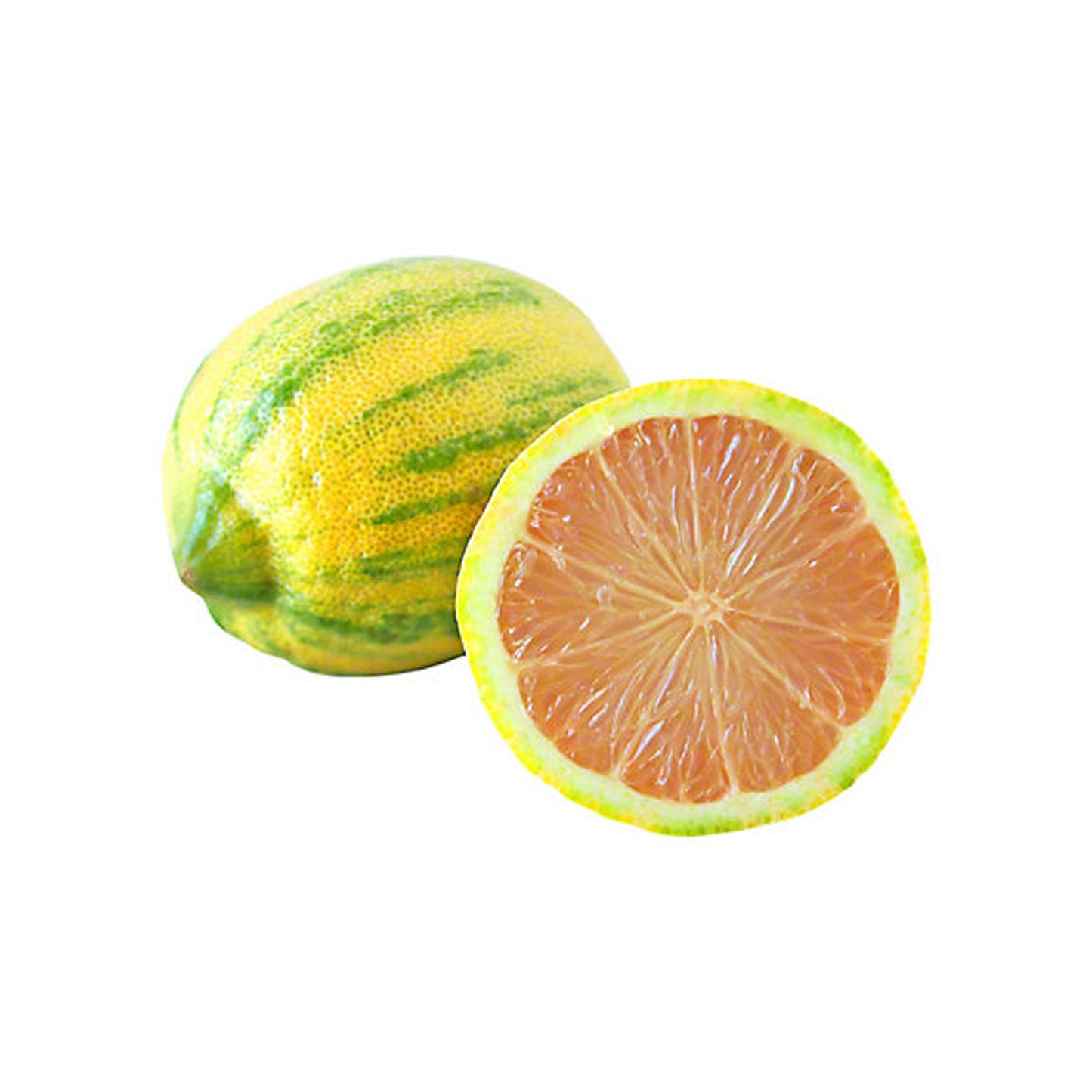 Lakpura Variagated Lemon (Pink Lemon) Schichtpflanze