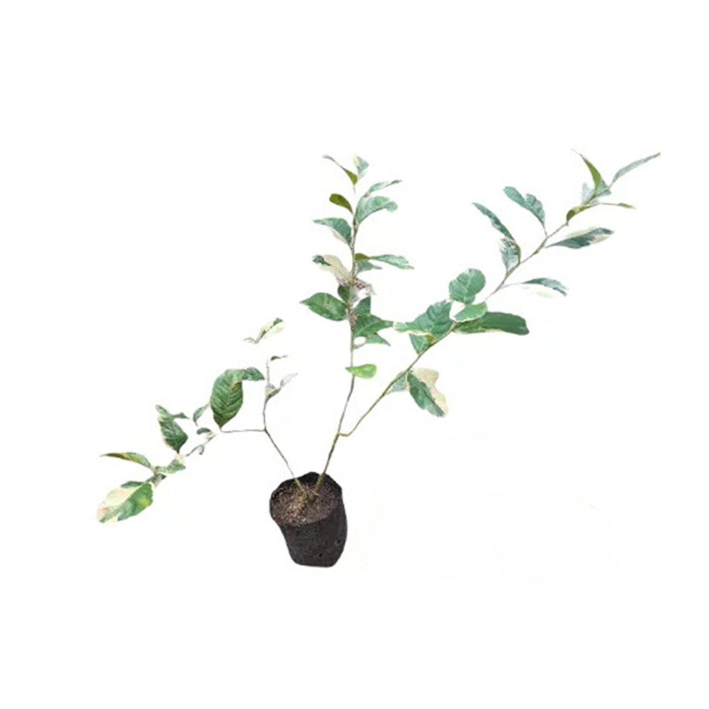 Lakpura Variagated Lemon (Pink Lemon) Schichtpflanze