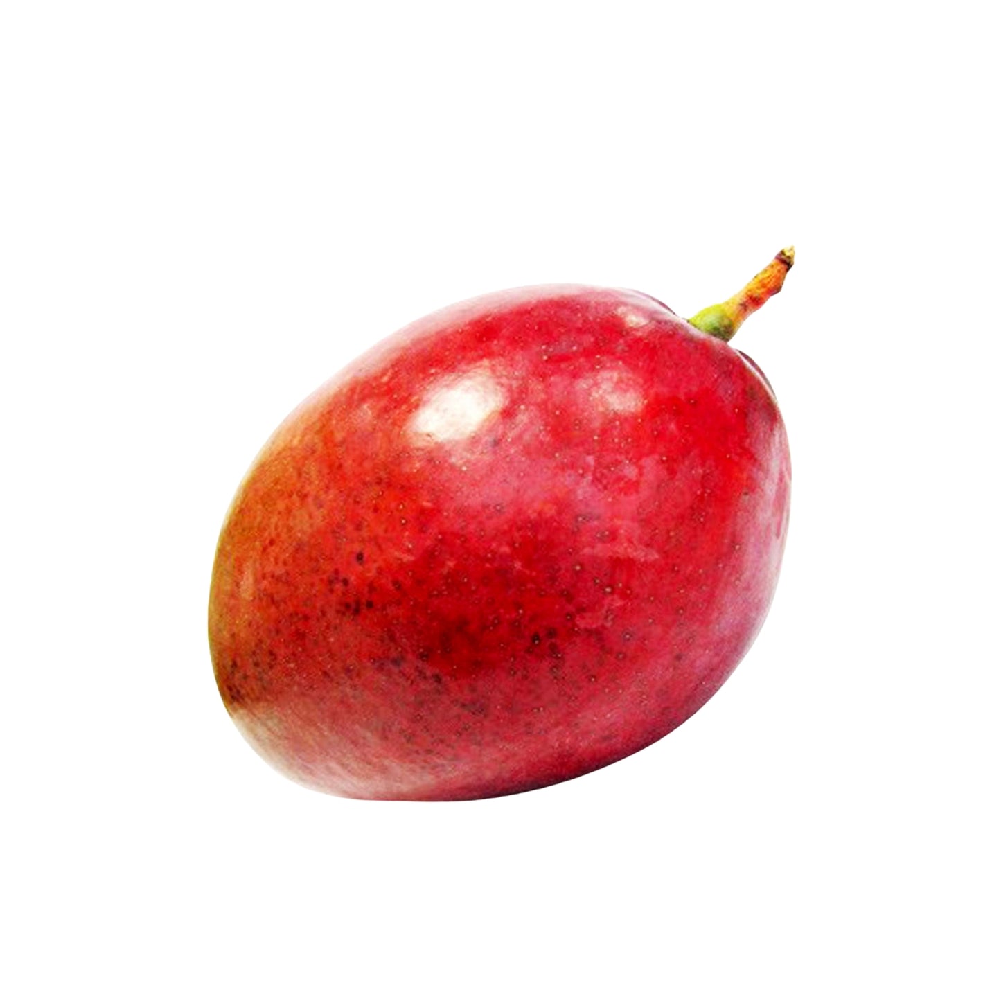 Lakpura Red Giant Mango-Pfropfpflanze
