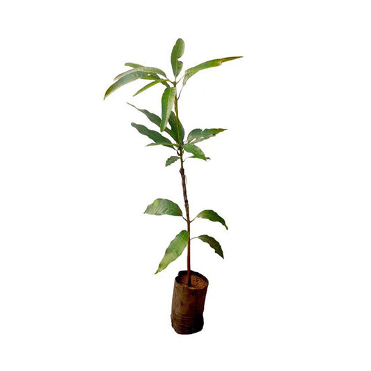 Lakpura Red Giant Mango-Pfropfpflanze