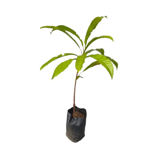 Lakpura Sapote (Lavalu) veredelte Pflanze