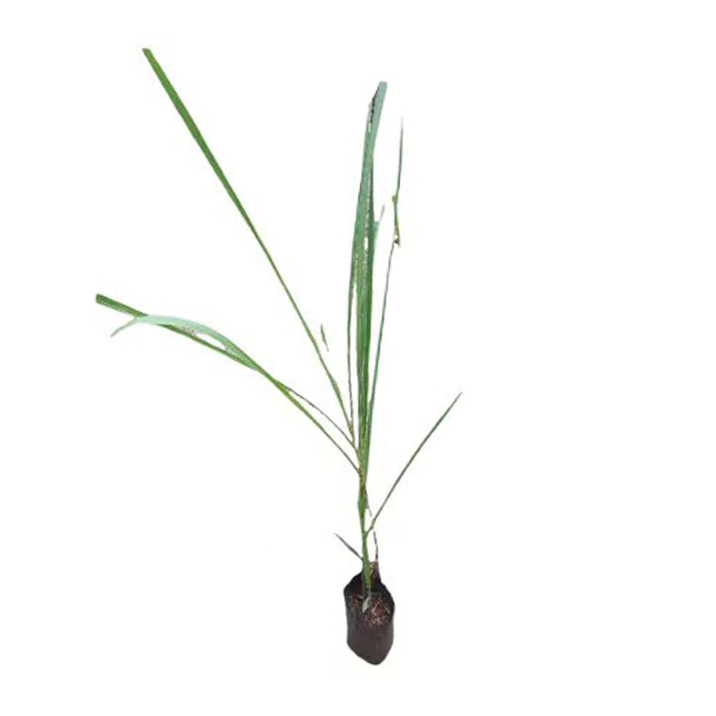 Zuckerrohrpflanze Lakpura