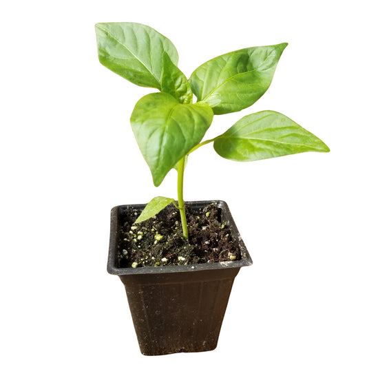Lakpura Scotch Bonnet Pflanze