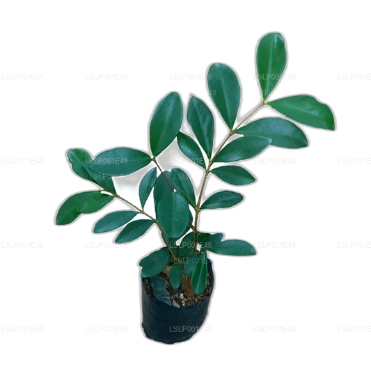 Lakpura Australische Strandkirschenpflanze