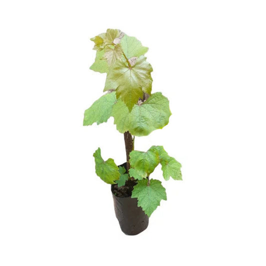 Lakpura Isabella Trauben (lila) Obstpflanze