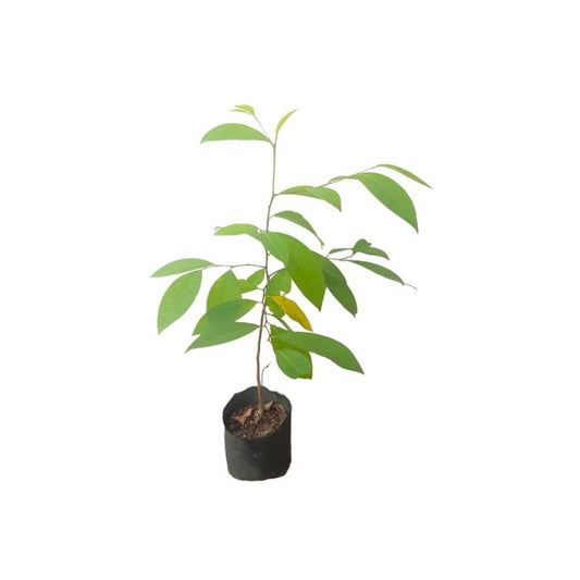 Rath Karaw (රත් කරව් බීජ) Heilpflanzen