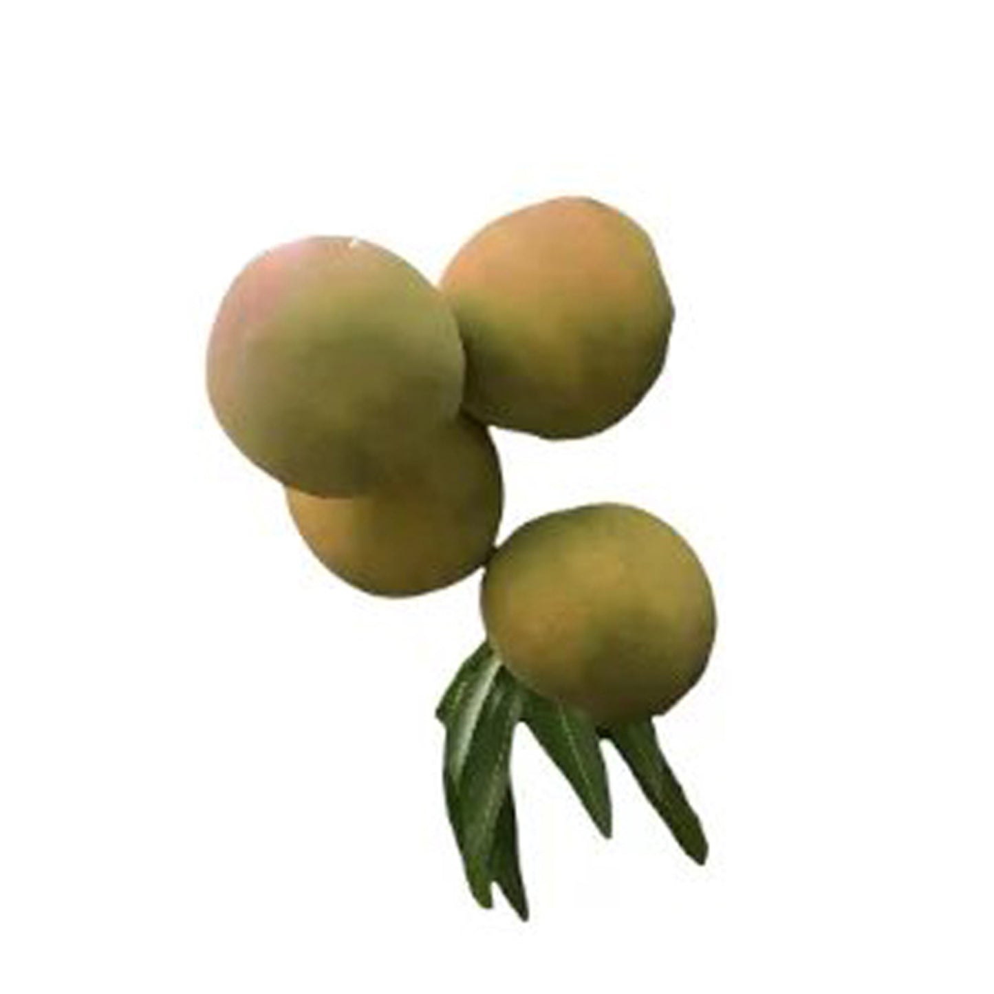 Lakpura Rumani Mango-Pfropfpflanze