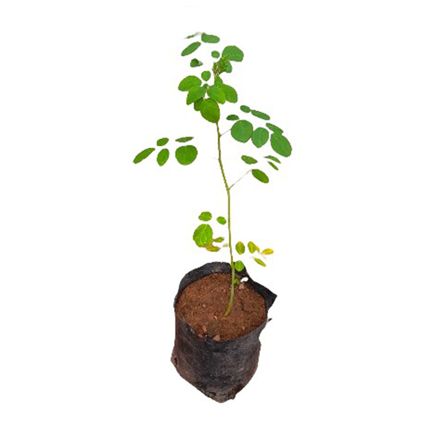 Lakpura Moringa-Pflanze