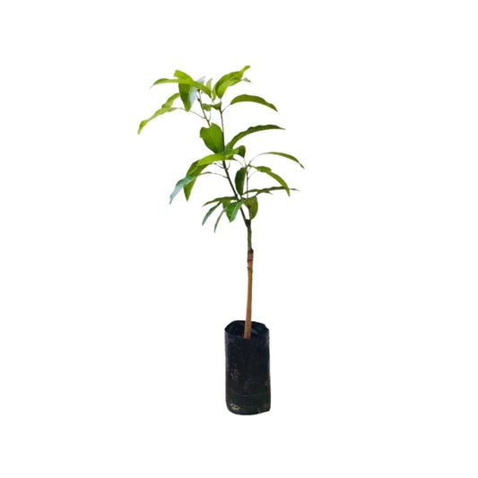 Lakpura® Alponsu Mangoveredelte Pflanze