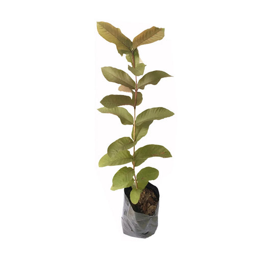 Lakpura Violette Guave-Fruchtpflanze