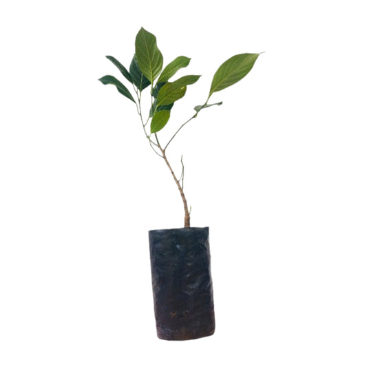 Thai Red Jackfruit gepfropfte Pflanze