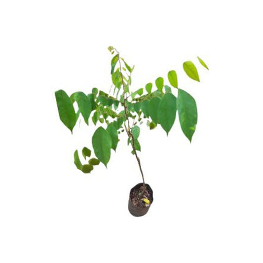 Lakpura-Sternfrucht (Pani Kamaranga) veredelte Pflanze