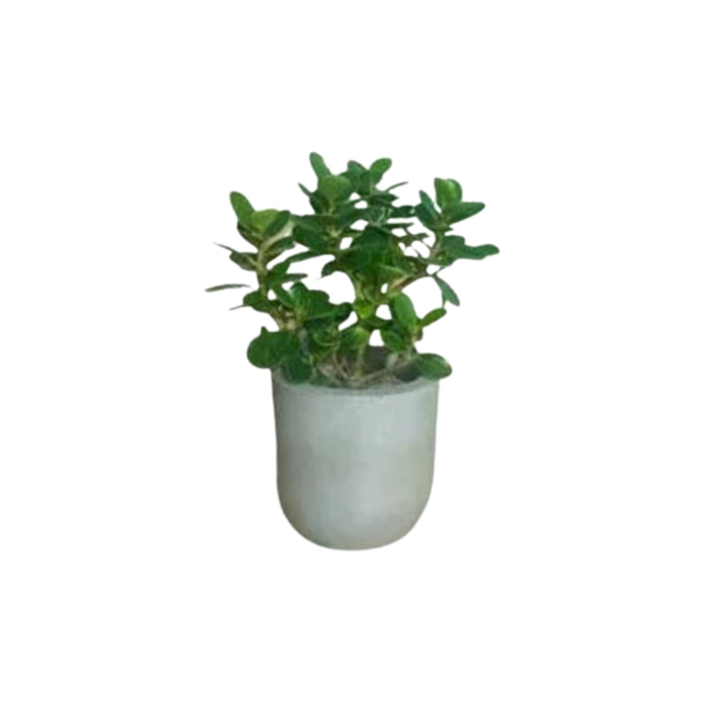 Lakpura Ficus Bonsai Pflanze
