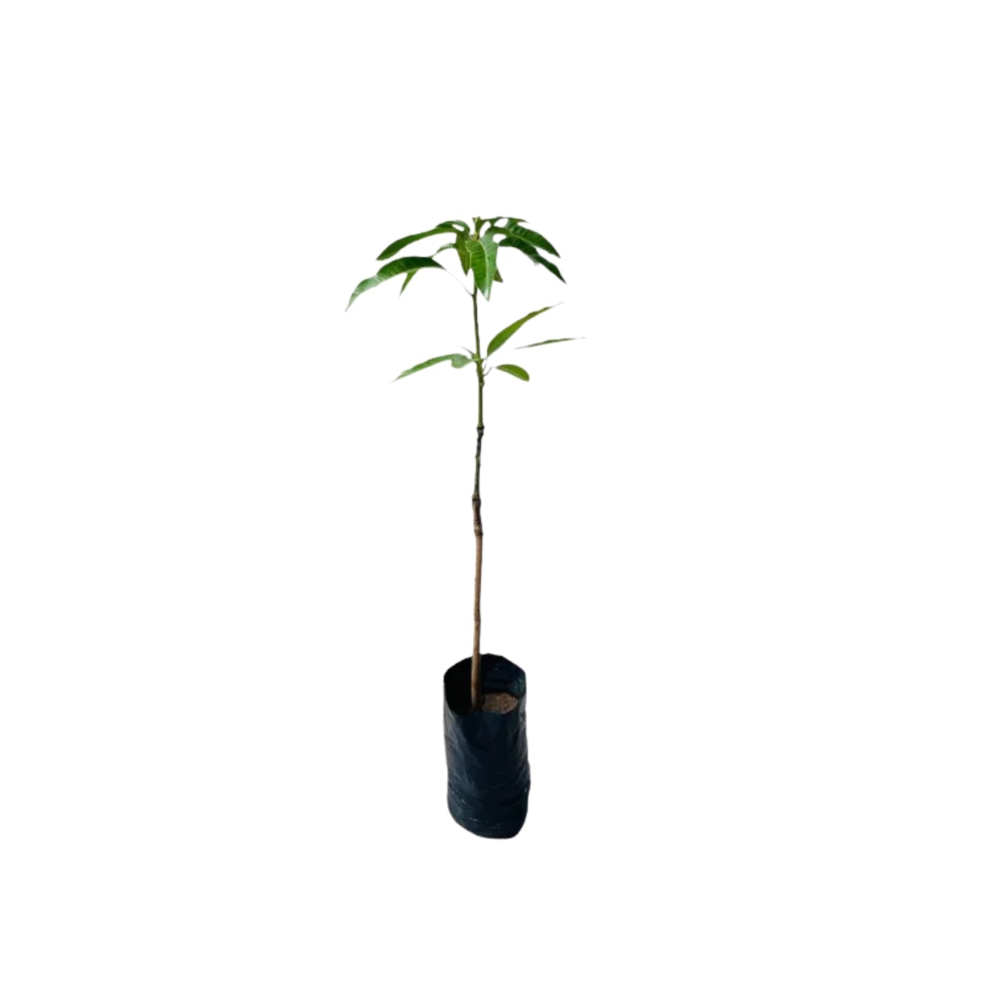 Lakpura® Veredelte thailändische Pflanze mit lila Mango