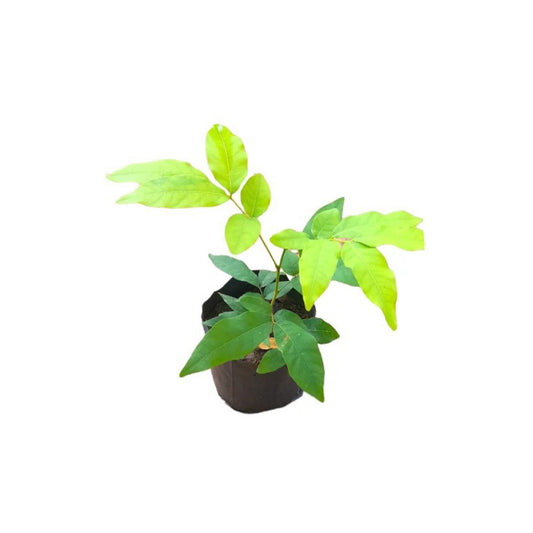 Lakpura Seifenbaum (Gas Penela) Pflanzen
