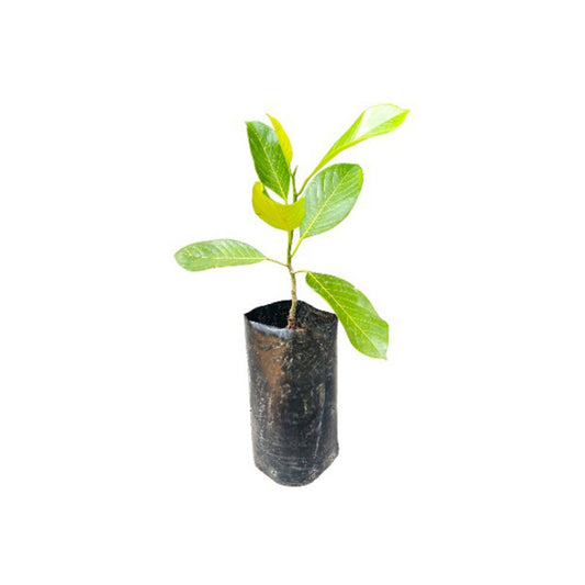 Lakpura Malaysische kernlose Jackfruchtpflanze