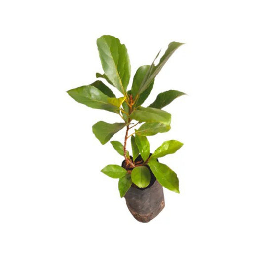 Lakpura-Ceylon-Olivenpflanze (Weralu).