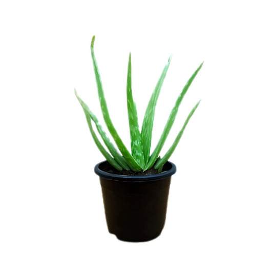 Lakpura Aloe Vera (Komarika) -Pflanze