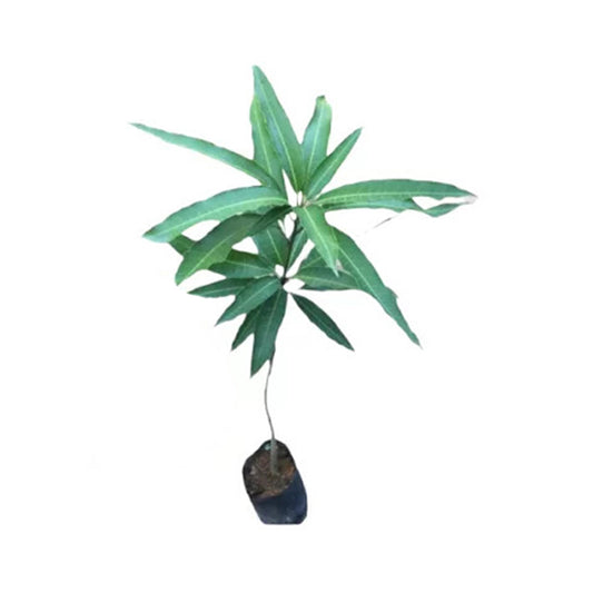 Vilad Mango () Fruchtpflanze