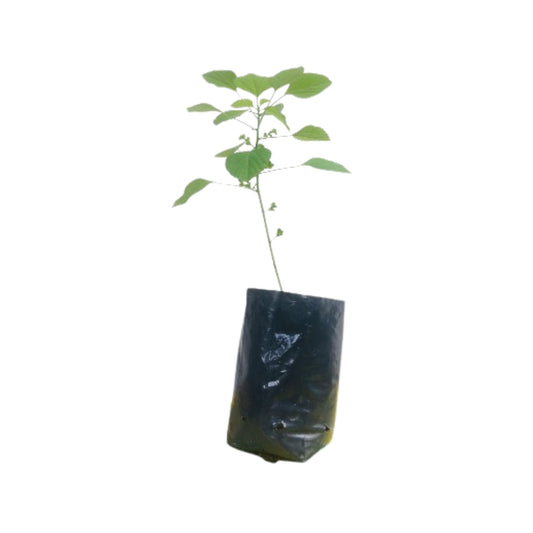 Lakpura Kuppameniya (Acalypha Indica) Pflanze