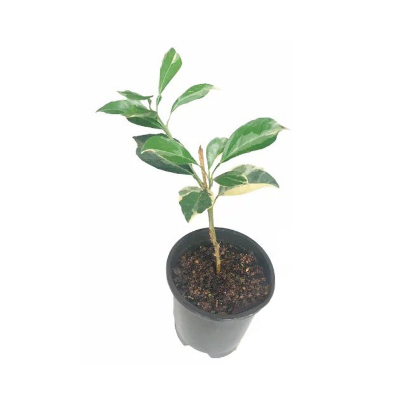 Lakpura bunte gelb-orange Pflanze