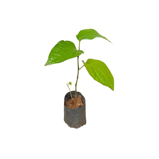 Mala Bulat (මල බුලත්) Heilpflanzen