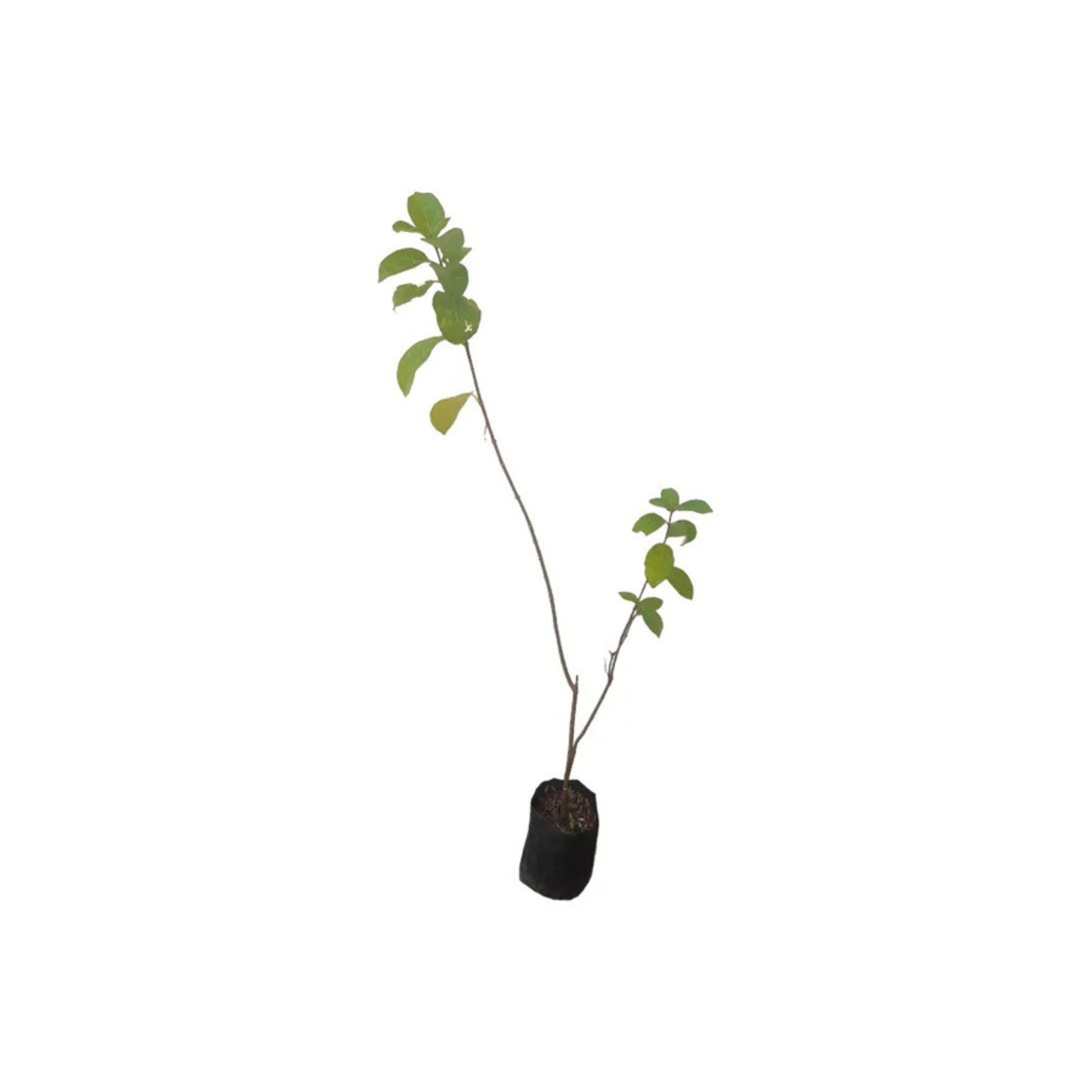 Beheth Midhi (බෙහෙත් මිදි) Heilpflanzen