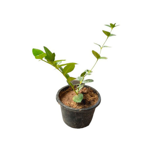 Sweet Jamson (පැණි ජැම්සන් ලේයර්) Obstpflanze