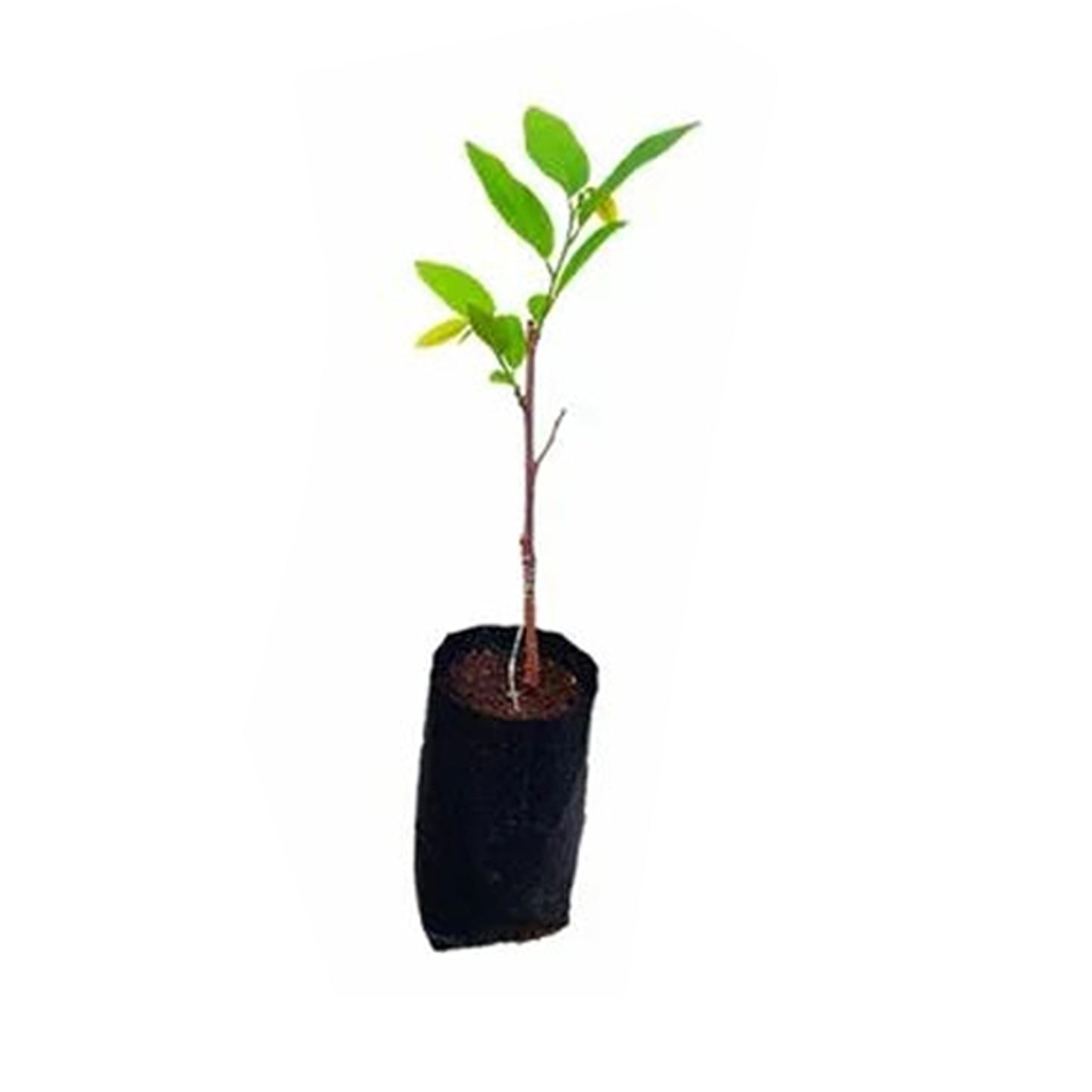 Lakpura Roter Zimtapfel (Red Seeni Anodha) Obstpflanze