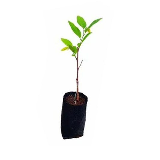 Lakpura Roter Zimtapfel (Red Seeni Anodha) Obstpflanze