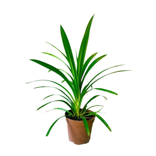 Lakpura Pandan Blattpflanzen