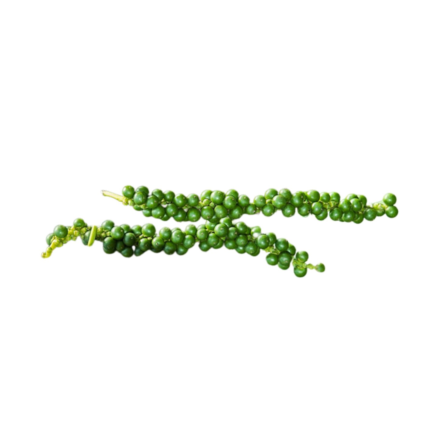 Lakpura® Pflanzen mit Weinpfeffer (Wel Gammiri)