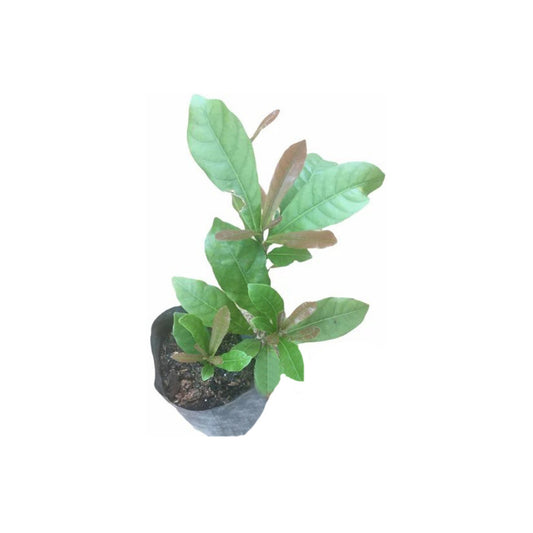 Wunderbeere (මිරකල් බෙරි ලේයර්) Obstpflanze
