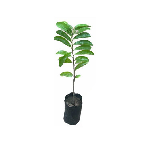 Lakpura Soursop (Katu Anodha) Schichtpflanze