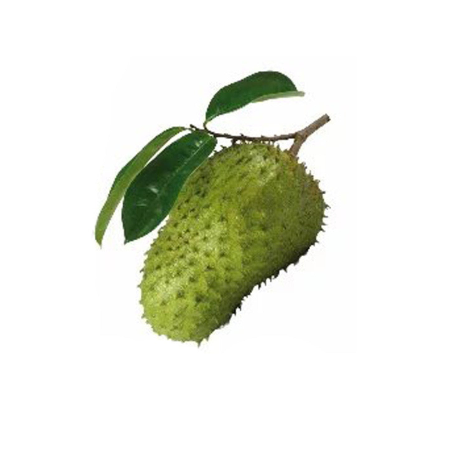 Lakpura Soursop (Katu Anodha) Schichtpflanze
