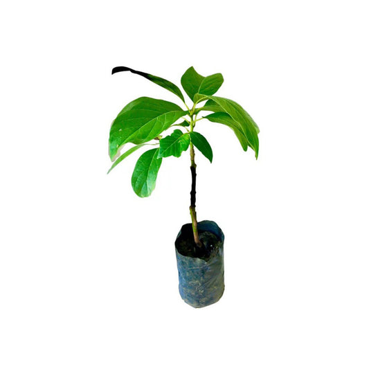 Lakpura Avocado-Pfropfpflanze