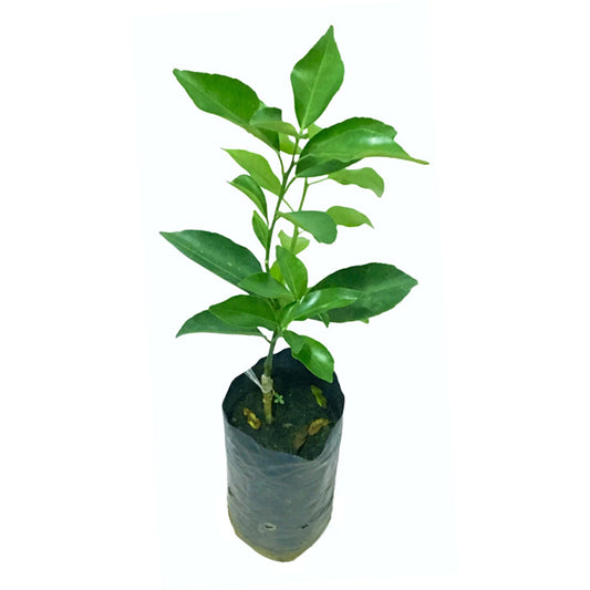 Kernlose Tahiti-Limette () Fruchtpflanze