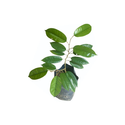 Lakpura Horana Gold Durian-Pfropfpflanze