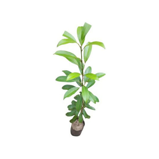 Lakpura Sapadilla veredelte Pflanze