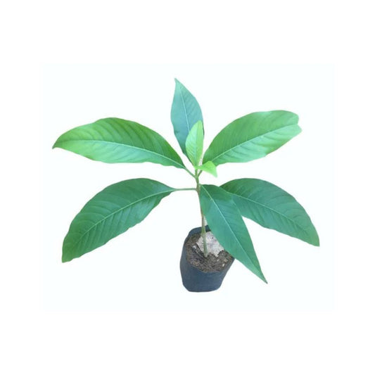 Pawatta (Adathoda) Pflanzen