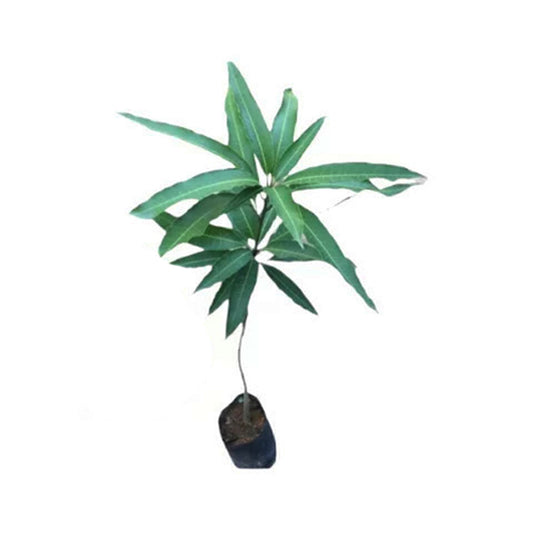 Lakpura® Dampara Mangoveredelte Pflanze