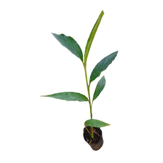 Lakpura® Kardamompflanze