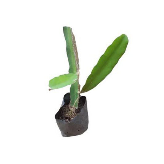Lakpura Drachenfrucht (weiß) Schichtpflanze