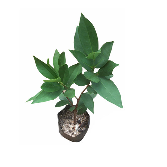 Lakpura® Weiße Rosenapfelpflanze