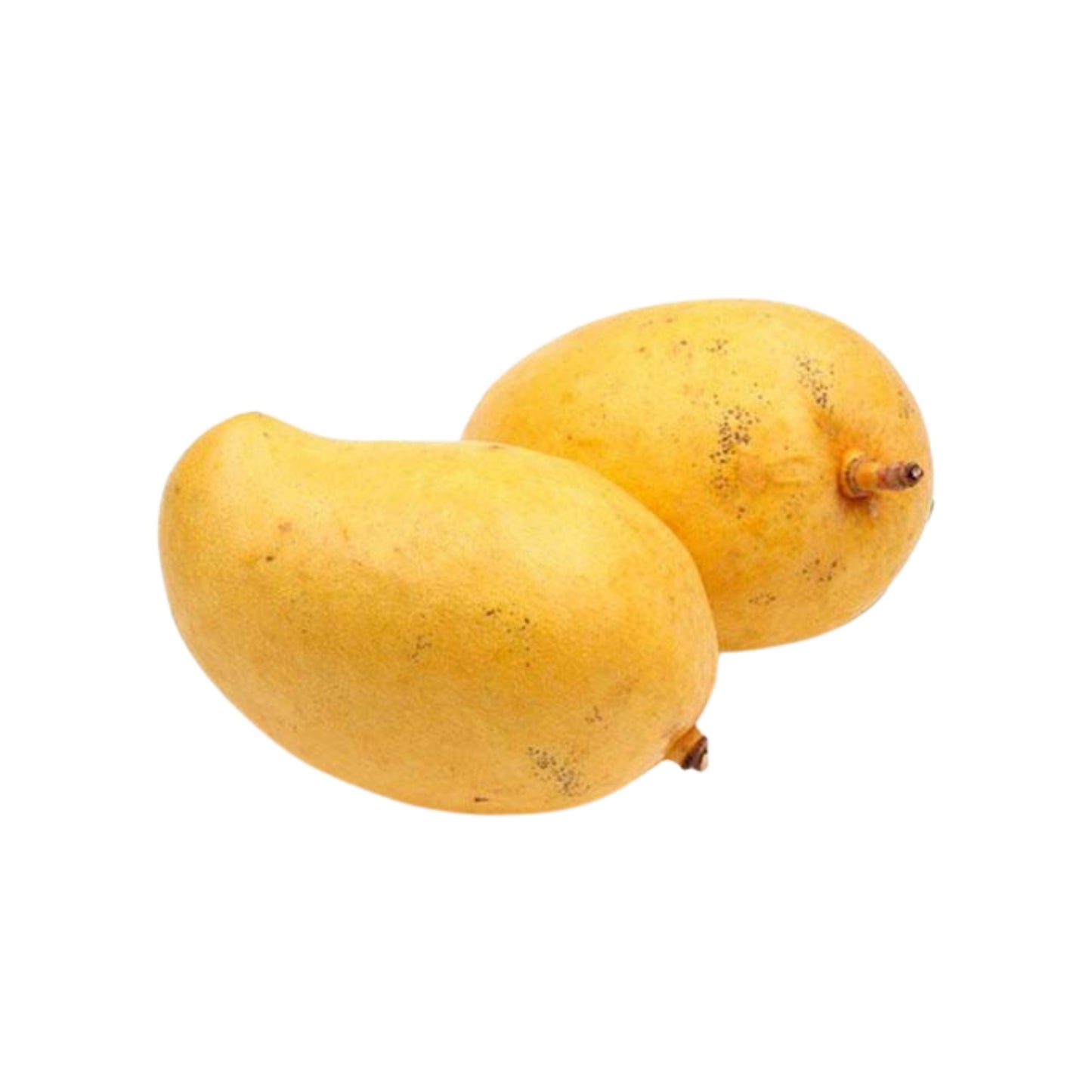 Lakpura® TJC Mangoveredelte Pflanze