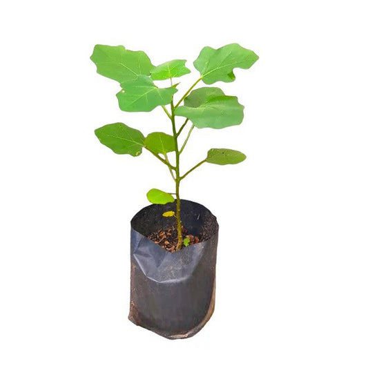 Thibbatu (වැල් තිබ්බටු) Heilpflanzen