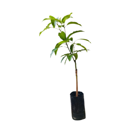 Lakpura Gira Mangofruchtpflanze